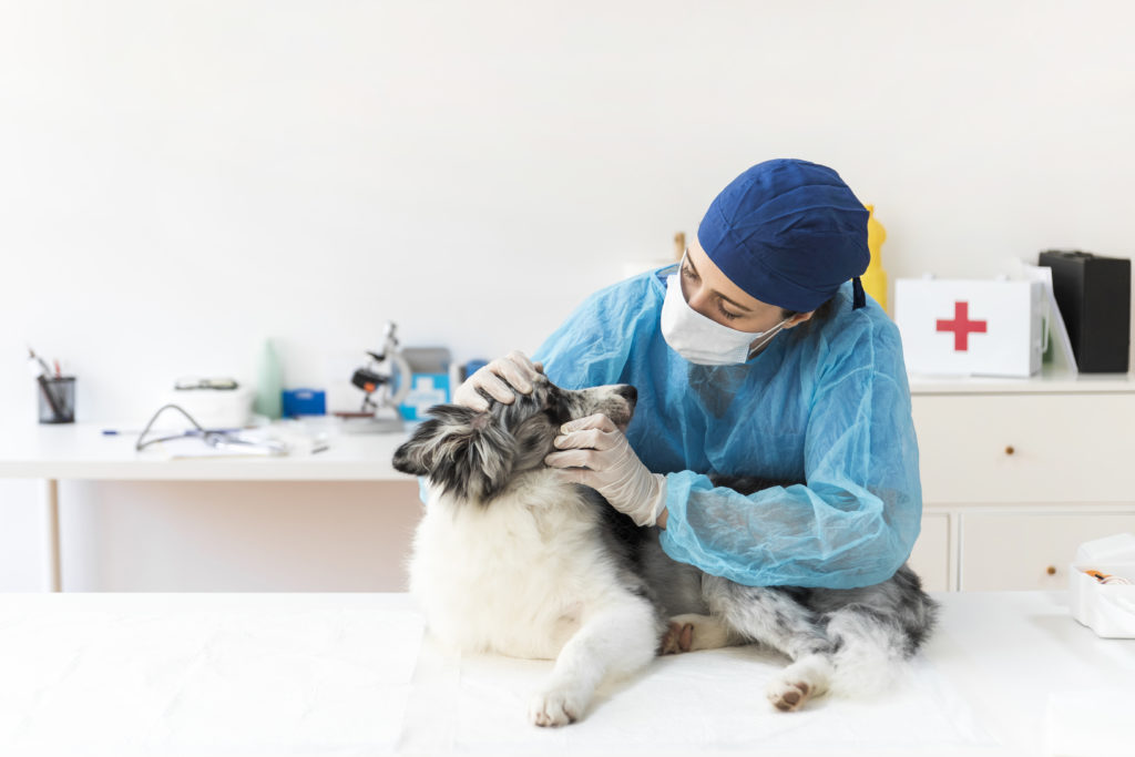 Consejos de marketing para tu clínica veterinaria Clínica Veterinaria