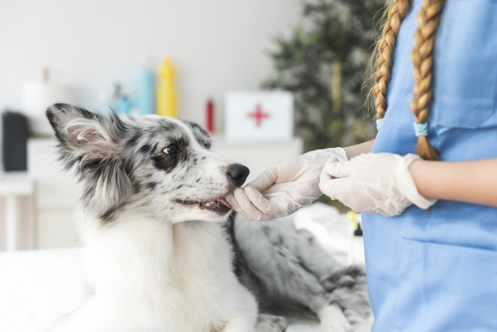 Importancia de conseguir más clientes en tu clínica veterinaria Conseguir más clientes en tu clínica veterinaria