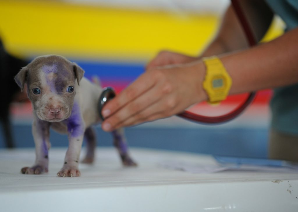 Algunas sugerencias de Wakyma Vets Redes sociales de una clínica veterinaria