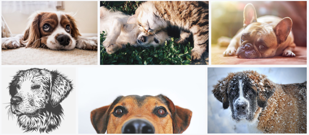 Utiliza fotografías y videos Consejos para usar las redes sociales de tu clínica veterinaria