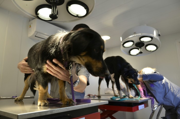 Mis clientes de la Clínica Veterinaria se informan en Google Mis clientes de la Clínica Veterinaria se informan en Google