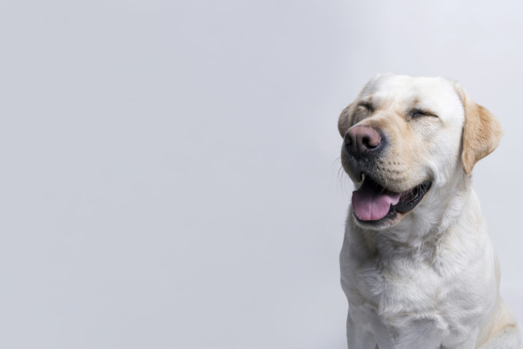 El argumentario comercial de tu clínica veterinaria El argumentario comercial de tu clínica veterinaria
