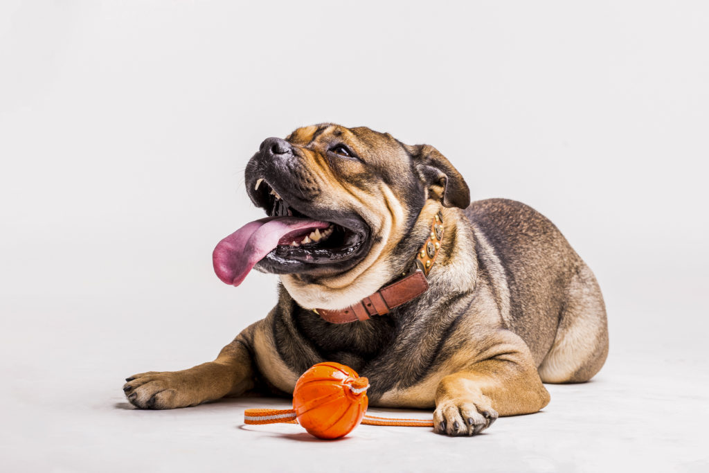 Aumentar el engagement en las redes sociales de tu Clínica Veterinaria gestionar las redes sociales de tu veterinaria