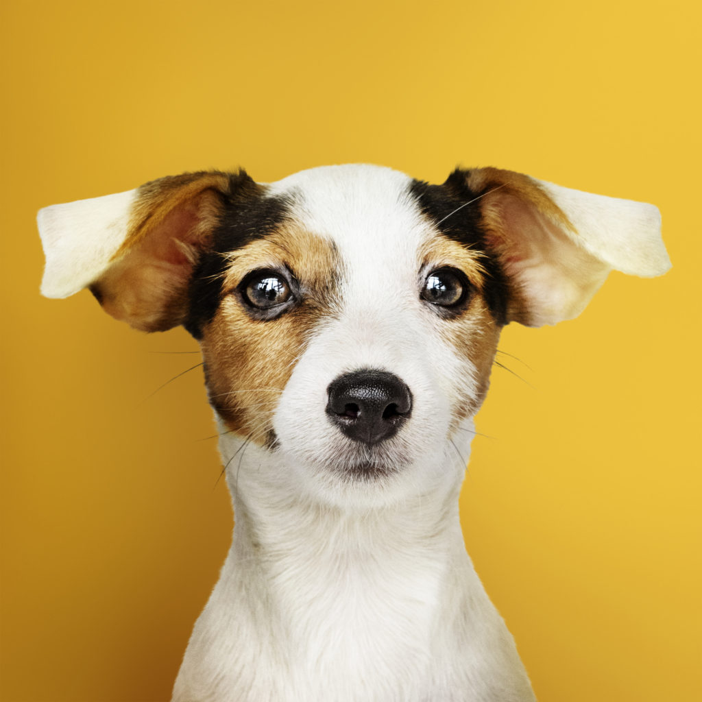 7 consejos para ganar lealtad de los clientes de tu clínica veterinaria 7 consejos para ganar lealtad de los clientes de tu clínica veterinaria