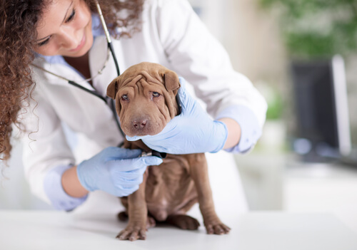 Consejos para dar malas noticias en tu centro veterinario Consejos para dar malas noticias en tu centro veterinario