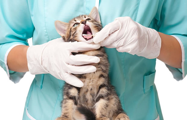 Construir el argumentario comercial para un Centro Veterinario Argumentario comercial de tu clínica veterinaria