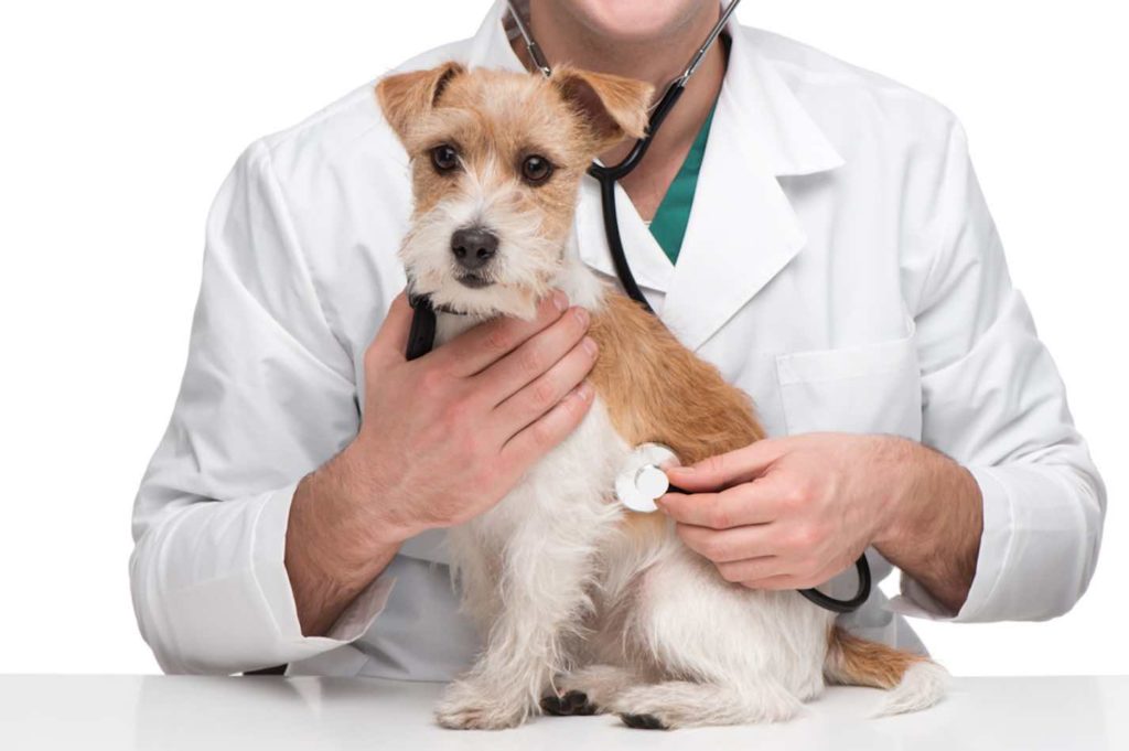 Consejos para dar malas noticias en tu centro veterinario Consejos para dar malas noticias en tu centro veterinario