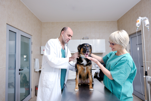 Costes VS inversión: medición de resultados y rentabilidad Publicidad en la Clínica Veterinaria