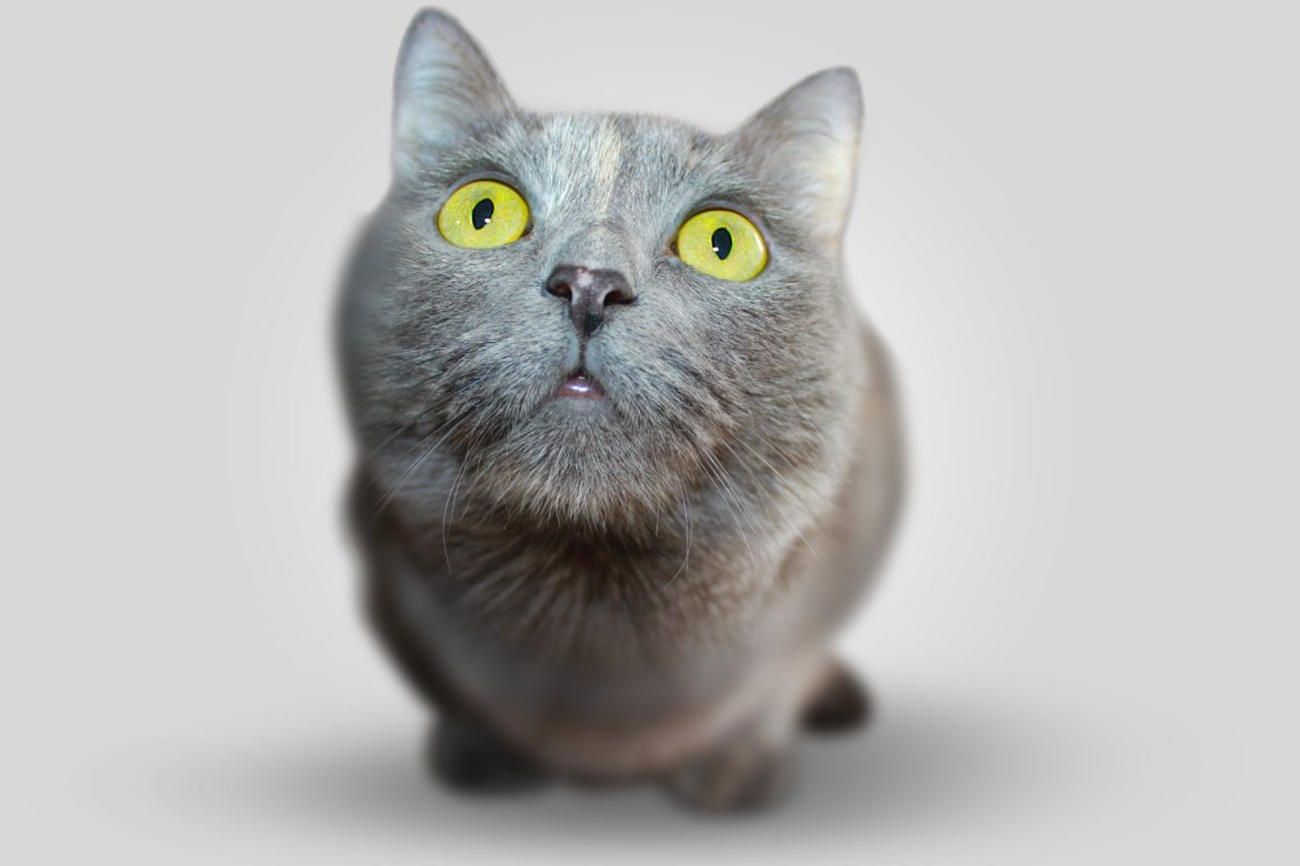 Consejos para dar malas noticias en tu centro veterinario