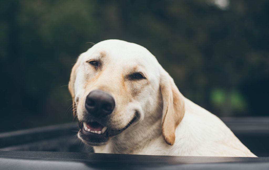 5 errores de comunicación con los clientes de tu Clínica Veterinaria Errores de comunicación con los clientes de tu clínica veterinaria