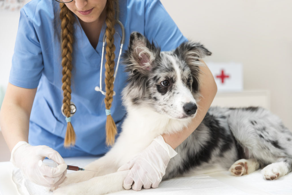 Consejos para aplicar la venta cruzada en nuestra clínica veterinaria Venta cruzada en una Clínica Veterinaria