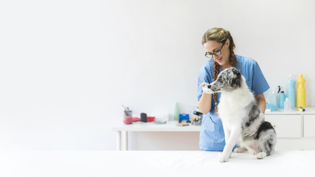 5 consejos para dar un servicio de atención al cliente de calidad en nuestra Clínica Veterinaria atención al cliente en tu clínica veterinaria