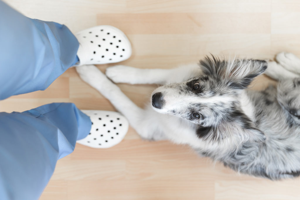 Factores a tener en cuenta al hacer merchandising en tu clínica veterinaria hacer merchandising en tu clínica veterinaria