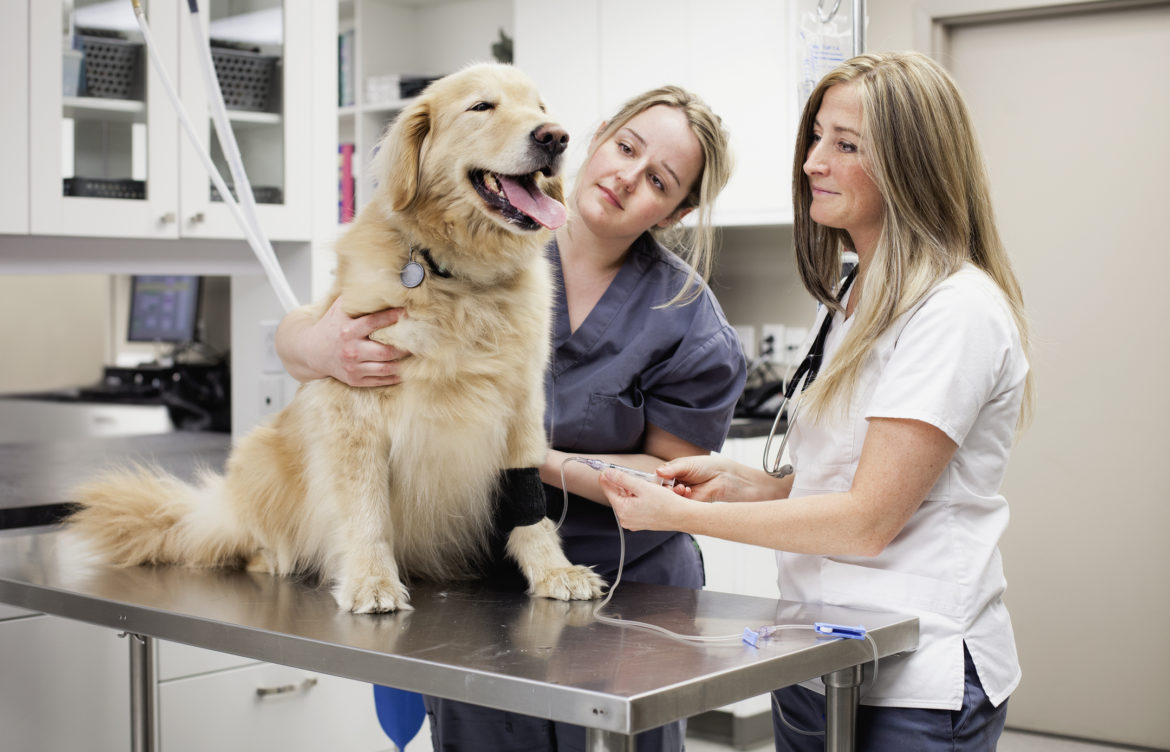 Construyendo la marca de nuestra Clínica Veterinaria