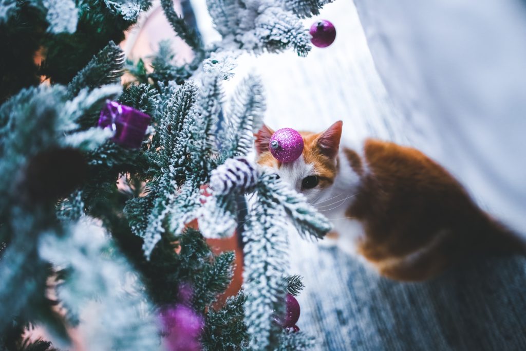 4 ideas para hacer concursos de mascotas en las redes sociales de tu veterinaria 4 ideas para hacer concursos de mascotas en las redes sociales de tu veterinaria