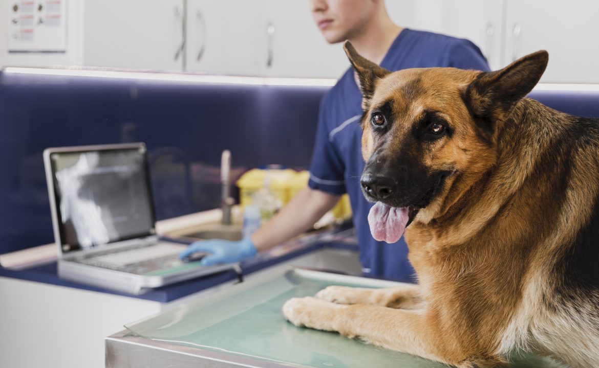 5 errores en la página web de una veterinaria que debes evitar