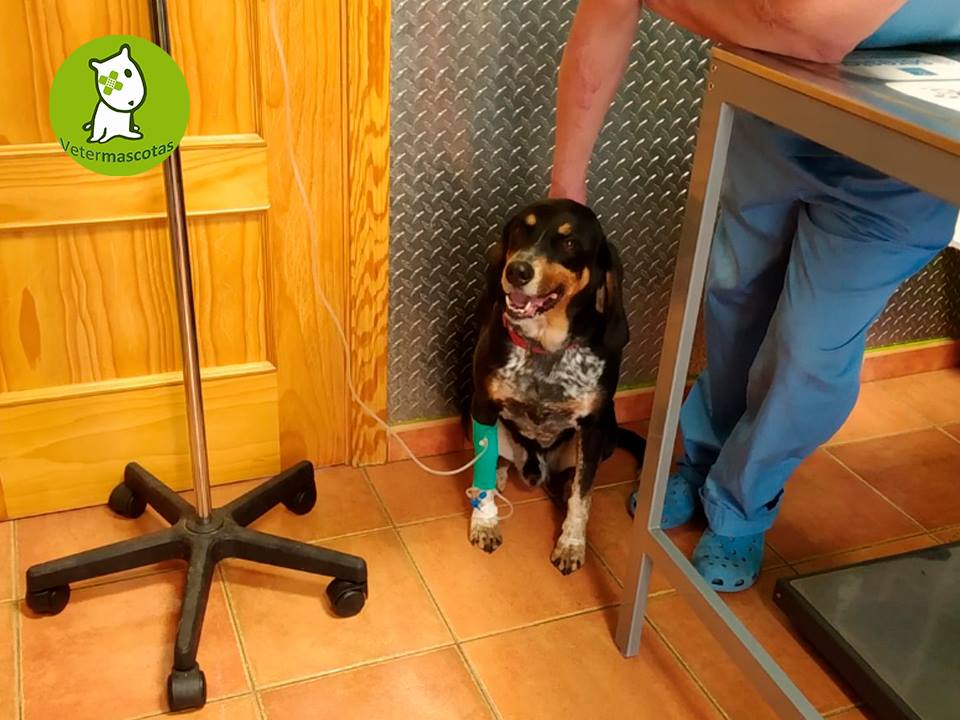 Mascotas atendidas en el centro de Vetermascotas Mascotas atendidas en el centro de Vetermascotas
