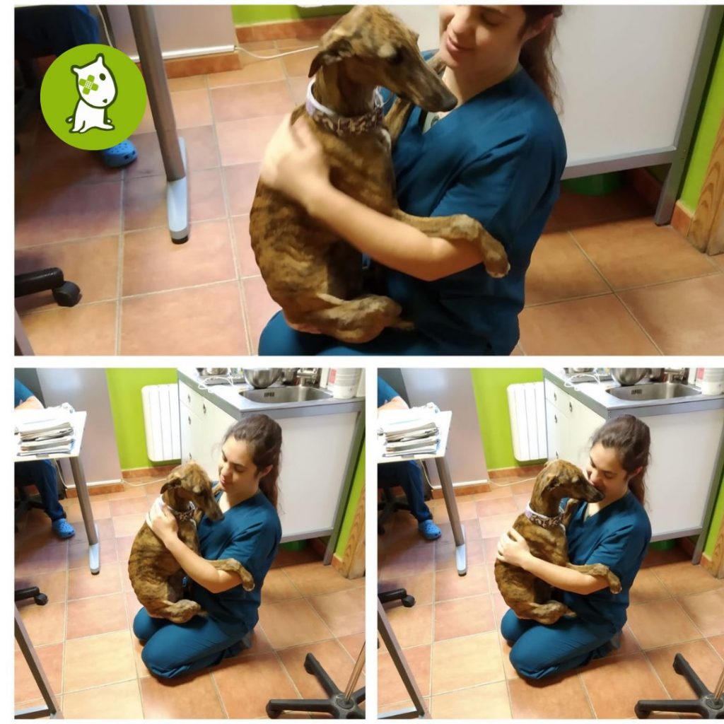 Veterinarios de Vetermascotas Veterinarios de Vetermascotas