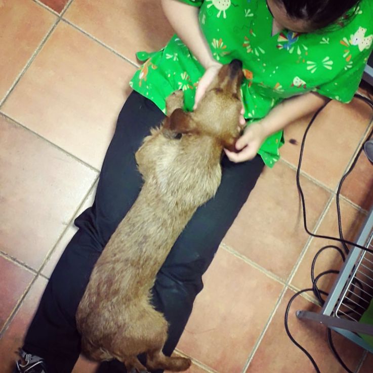 Profesionales de Vetermascotas Vetermascotas