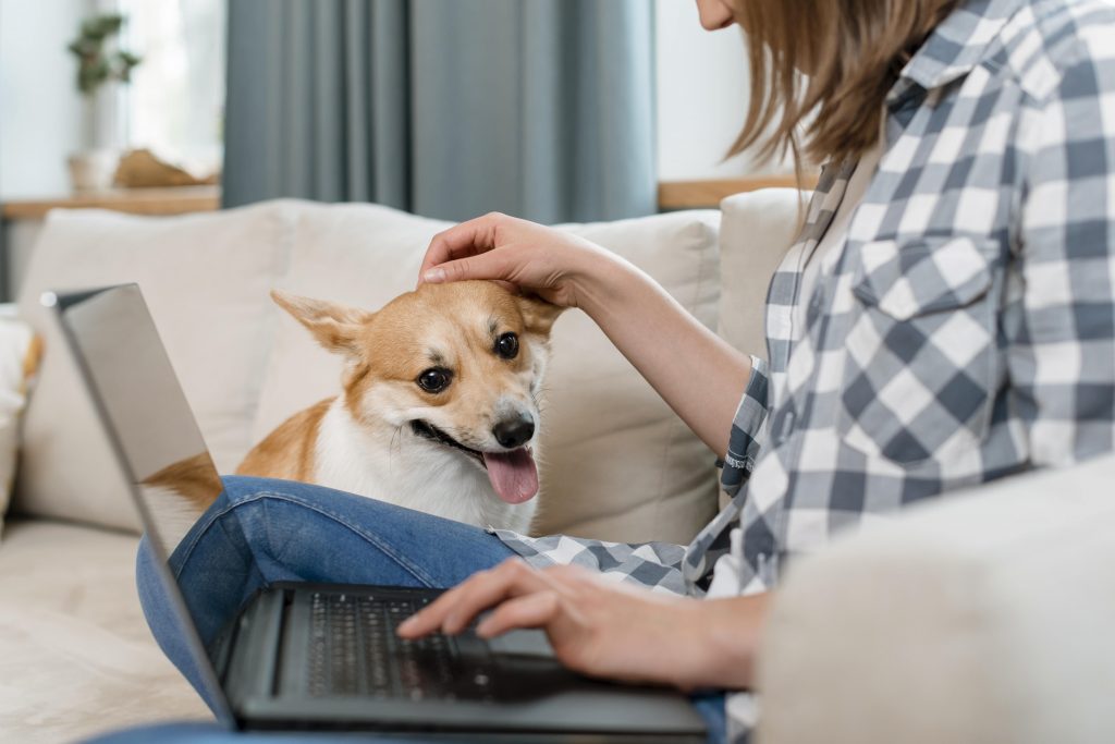 coloca la página acerca de en un lugar visible de la web de tu veterinaria coloca la página acerca de en un lugar visible de la web de tu veterinaria
