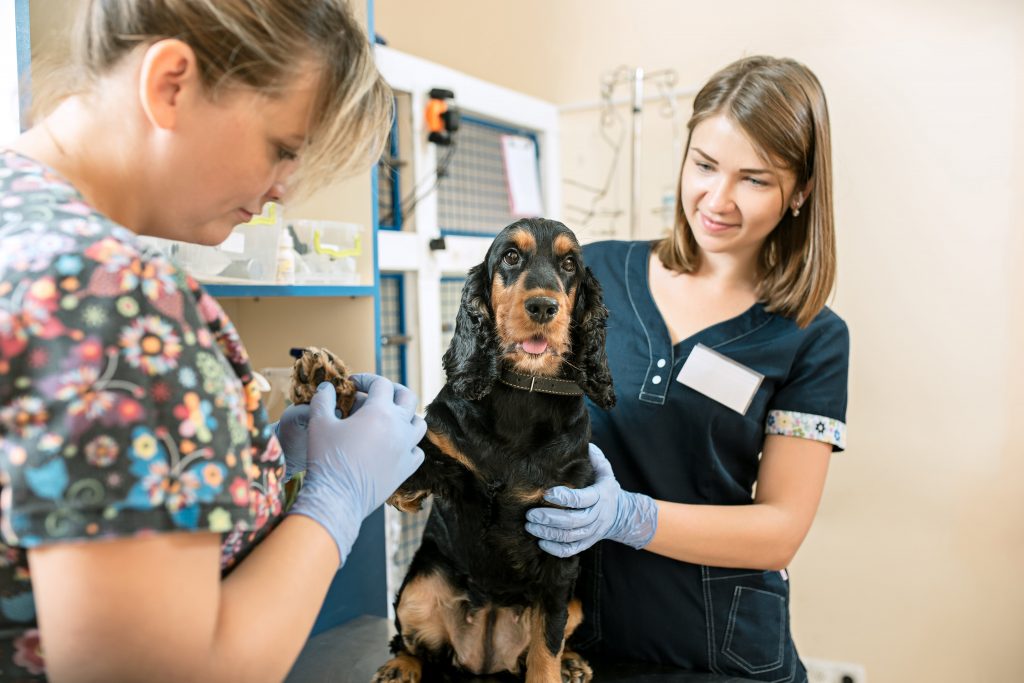 muéstrate cercano en la página acerca de de tu veterinaria muéstrate cercano en la página acerca de de tu veterinaria