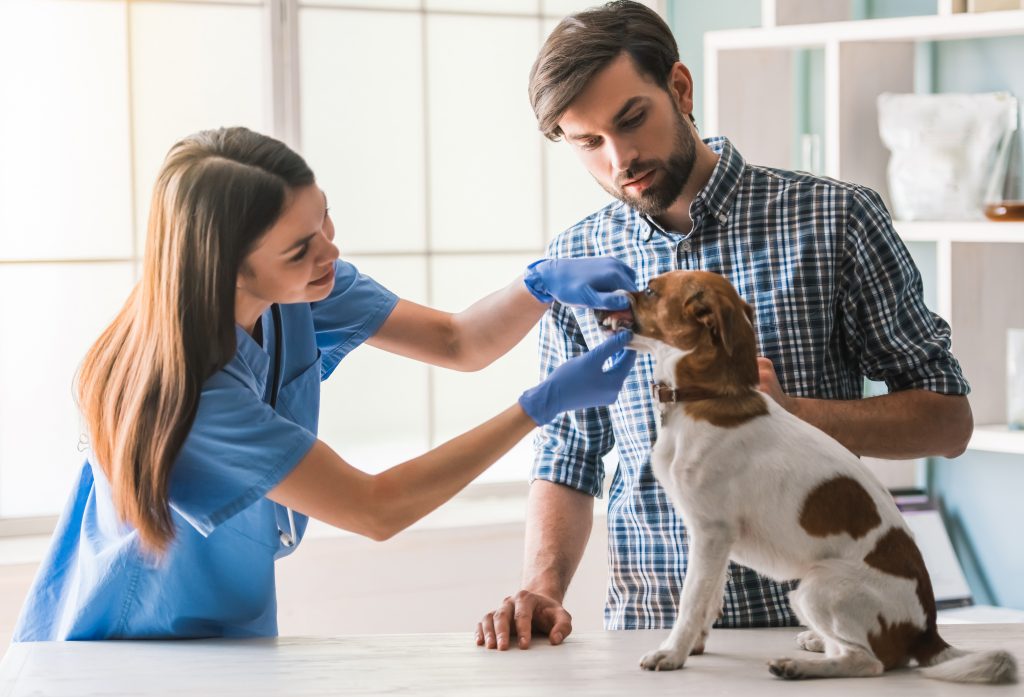 cómo dar estos consejos veterinarios para tus clientes en verano cómo dar estos consejos veterinarios para tus clientes en verano