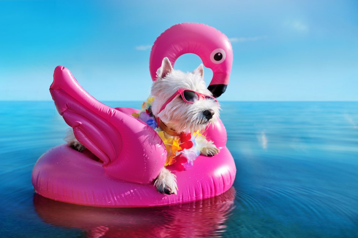 onsejos veterinarios para tus clientes en verano