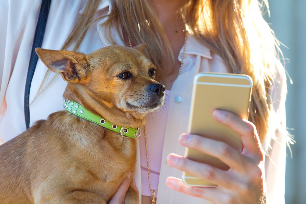 debes tener un buen diseño responsive en la web de tu clínica veterinaria debes tener un buen diseño responsive en la web de tu clínica veterinaria