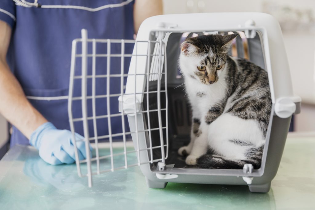 tips o consejos veterinarios para tus clientes en verano tips o consejos veterinarios para tus clientes en verano