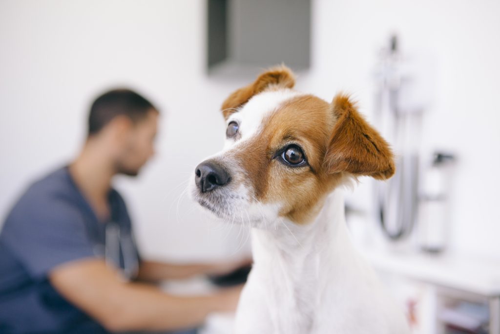 tips para frenar una review negativa de tu centro veterinario tips para frenar una review negativa de tu centro veterinario
