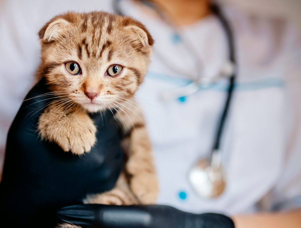 insiste para conseguir reseñas para la ficha de Google de tu veterinaria insiste para conseguir reseñas para la ficha de Google de tu veterinaria