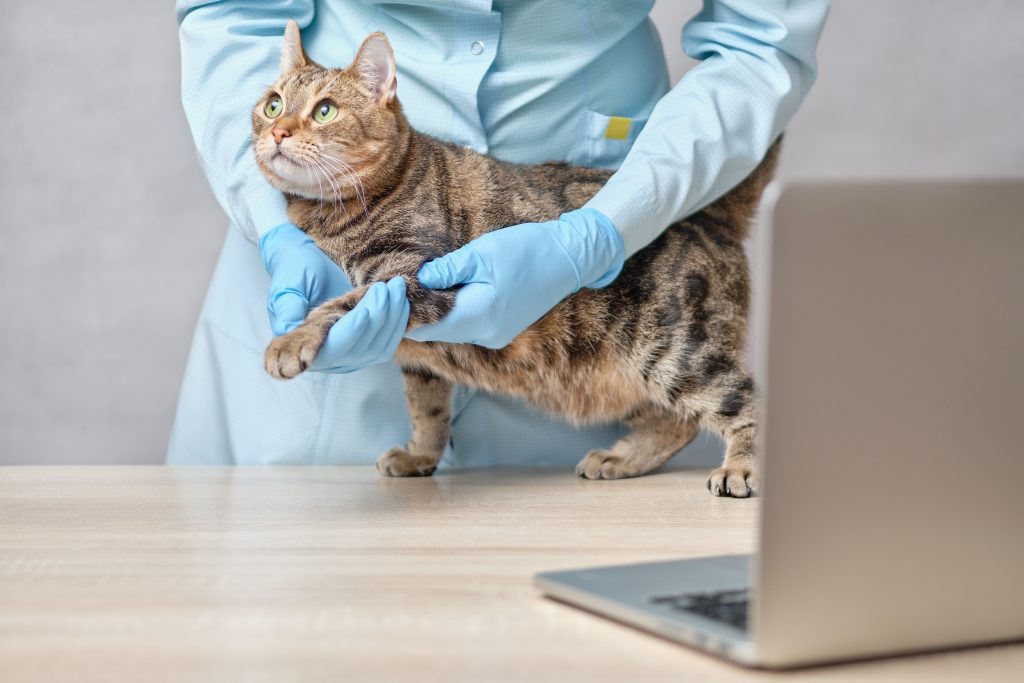 beneficios de la reserva de citas online en tu veterinaria beneficios de la reserva de citas online en tu veterinaria