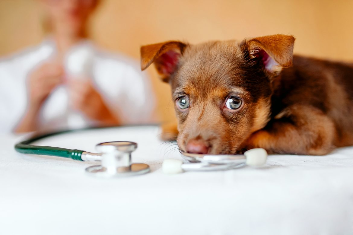 cambios a los que debe hacer frente tu centro veterinario de cara al futuro