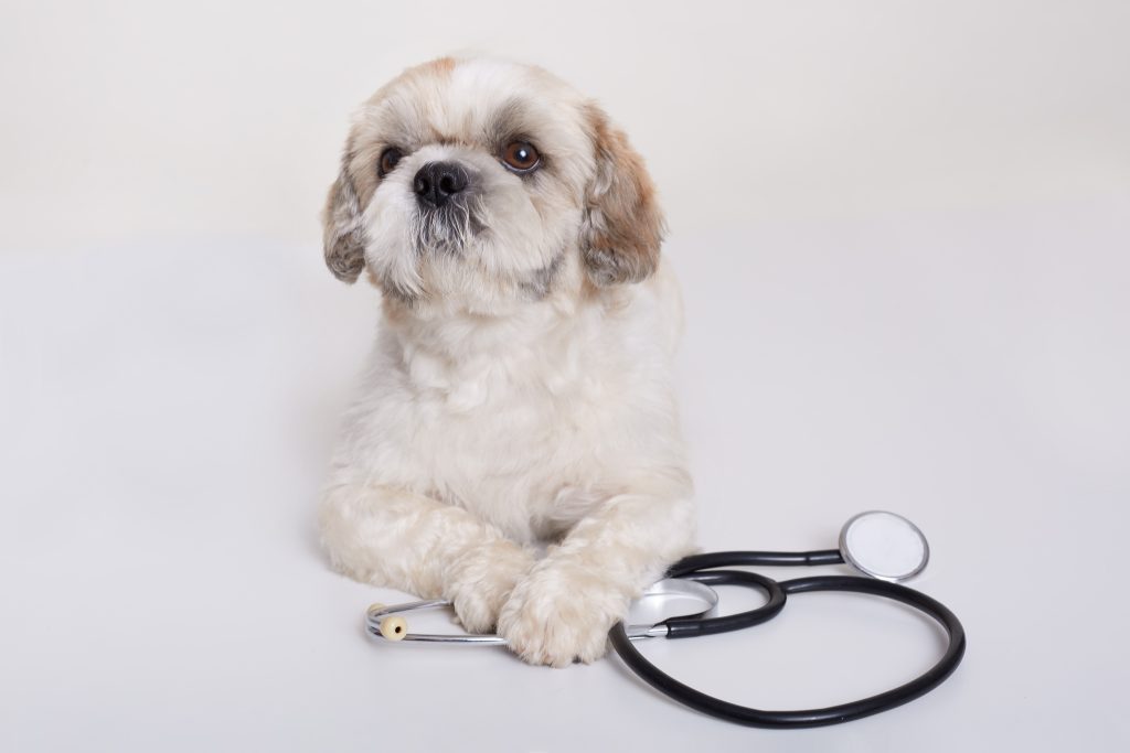 El sector veterinario está en un proceso de cambios continuos El sector veterinario está en un proceso de cambios continuos