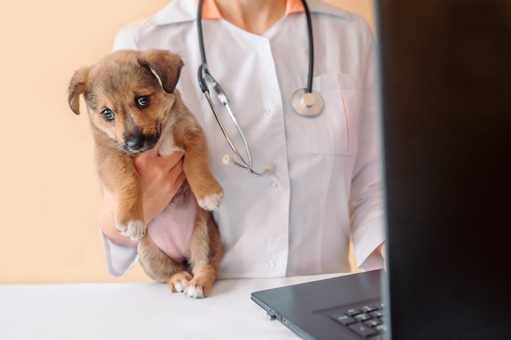 consejos generales para responder reseñas de tu centro veterinario consejos generales para responder reseñas de tu centro veterinario