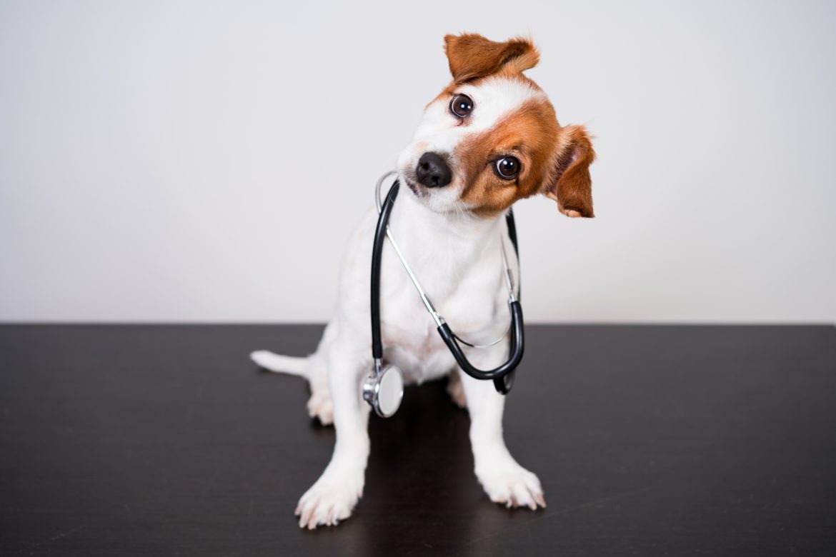 importancia del contenido personalizado en las redes y web de tu veterinaria