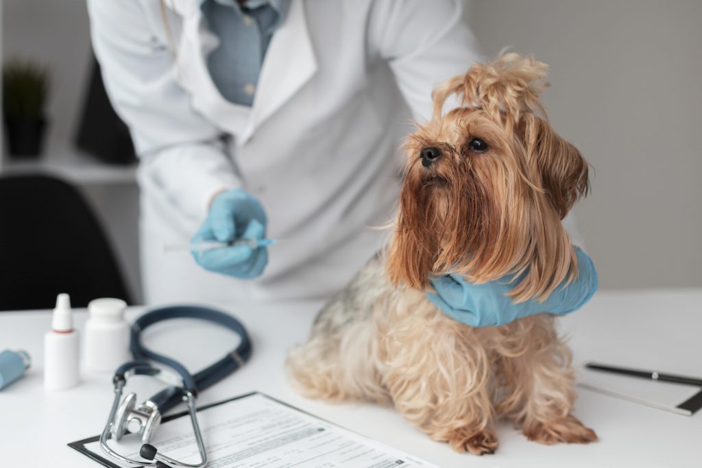 usa contenido personalizado en las redes y web de tu veterinaria usa contenido personalizado en las redes y web de tu veterinaria
