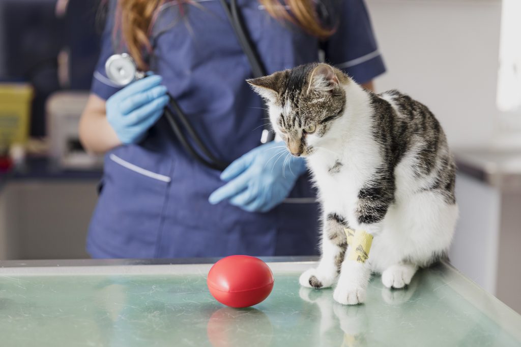 mejora el posicionamiento local en google de tu veterinaria con estos consejos mejora el posicionamiento local en google de tu veterinaria con estos consejos