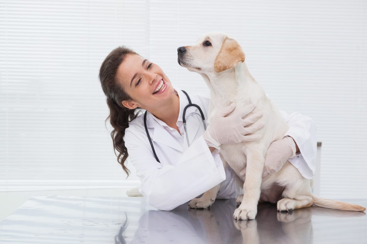Consejos de cara al nuevo año para vuestro negocio veterinario