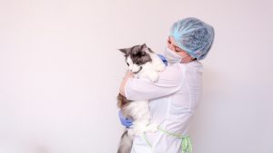 Empezar el nuevo año con cambios en el negocio veterinario