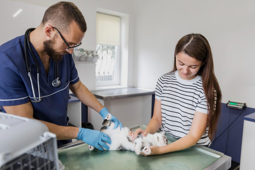 beneficios de la web veterinaria en Google Discover