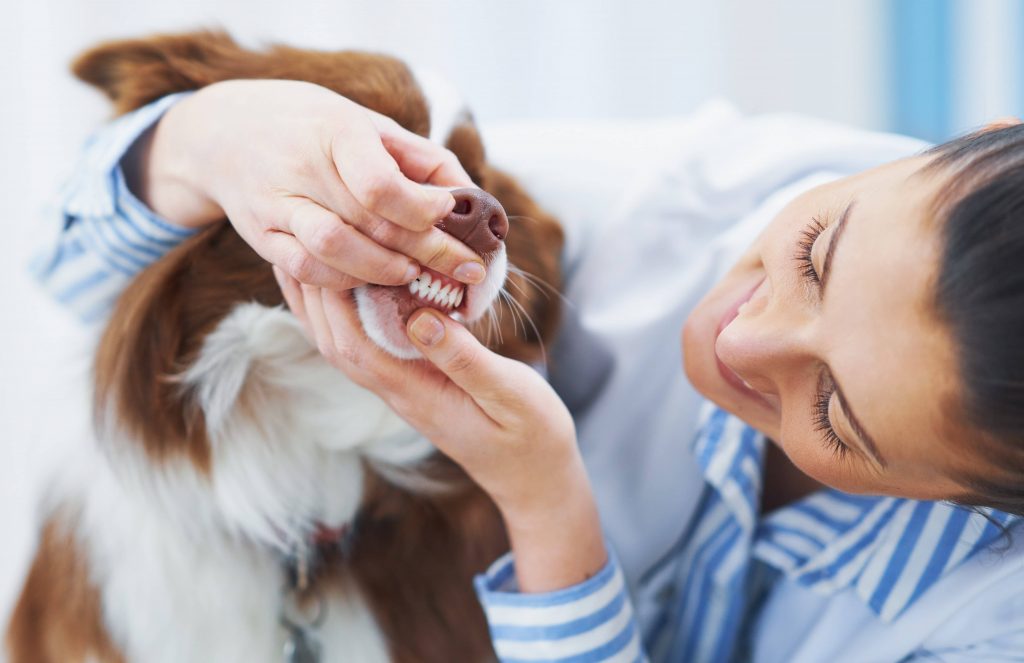 Consejos para crear una campaña dental veterinaria efectiva