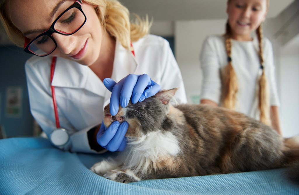 Tips para crear una campaña veterinaria de salud dental efectiva