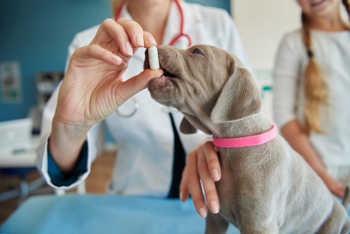 Control de stock veterinario: por qué usar un software