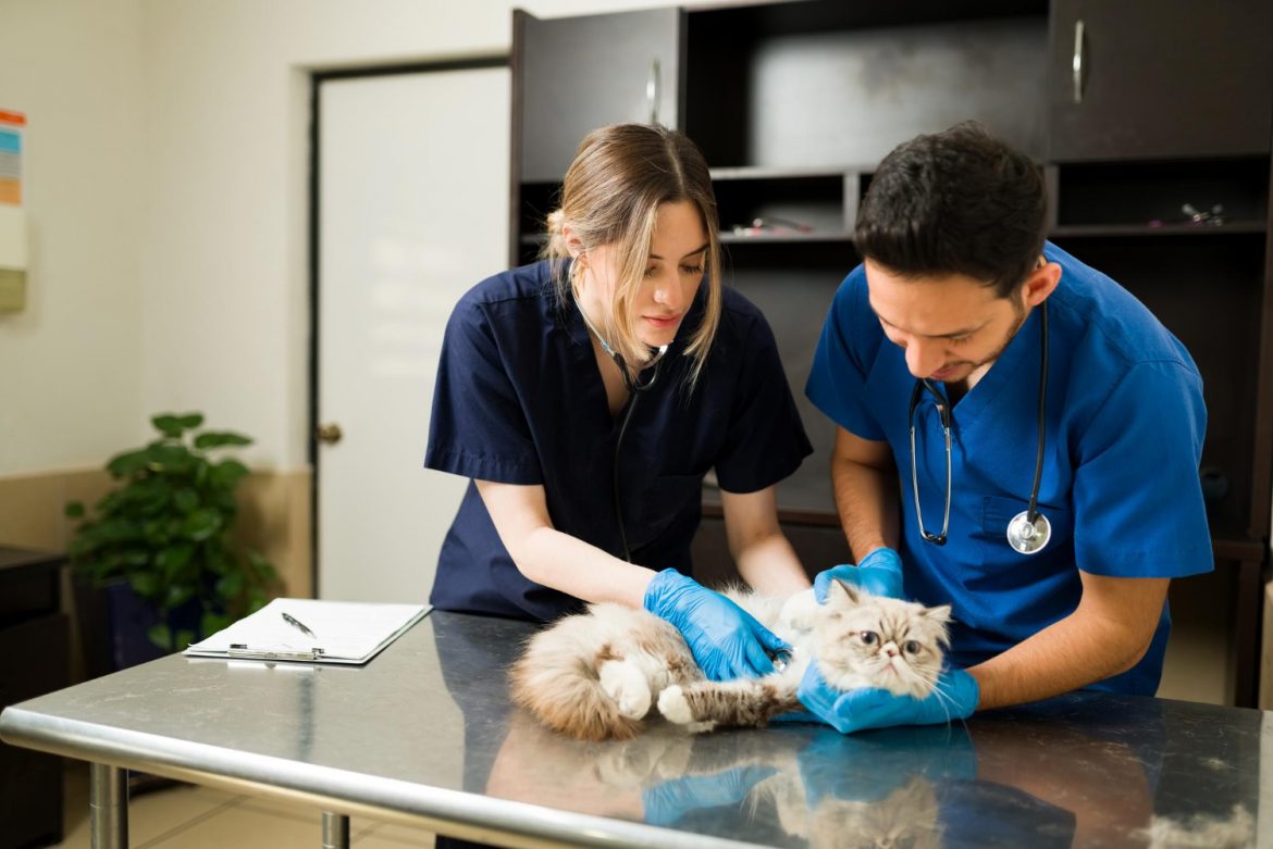 Cómo lograr que la empresa veterinaria sea feliz