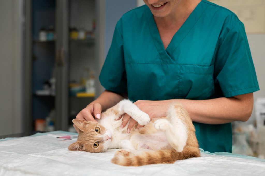 Dónde colocar los testimonios de clientes en veterinaria