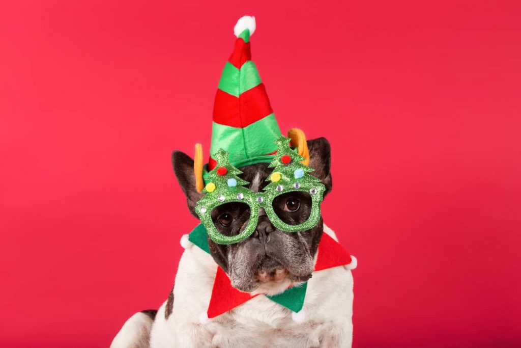 Cómo dar los consejos a los clientes de tu veterinaria en Navidad Cómo dar los consejos a los clientes de tu veterinaria en Navidad