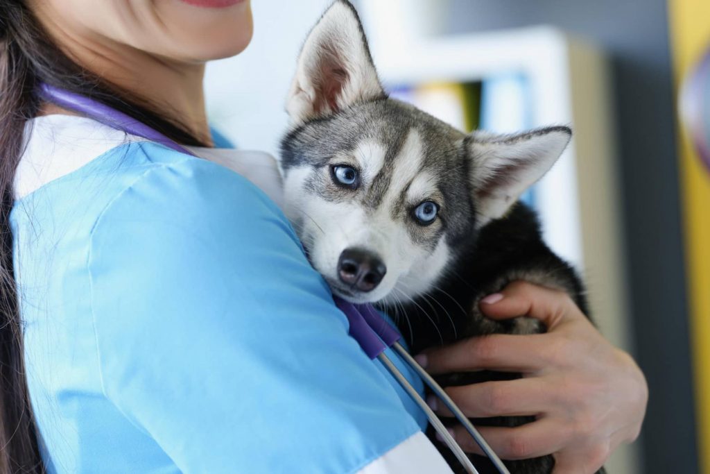Consejos para mejorar la comunicación con los dueños de mascotas en vuestra veterinaria Consejos para mejorar la comunicación con los dueños de mascotas en vuestra veterinaria