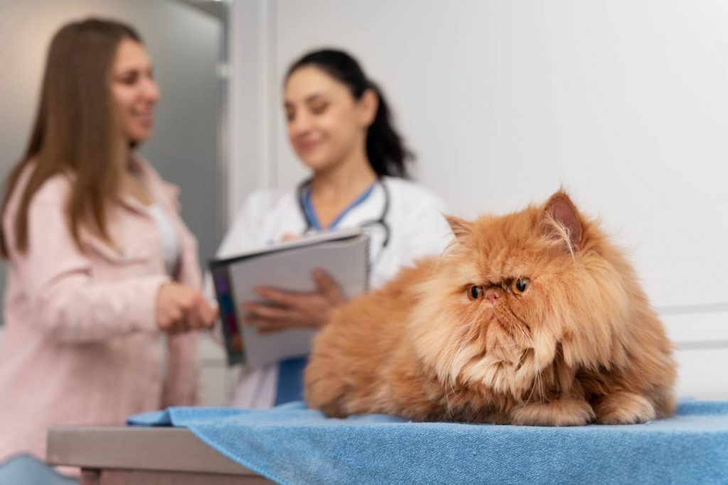 Consejos para extender el ciclo de vida de los clientes en veterinaria Consejos para extender el ciclo de vida de los clientes en veterinaria
