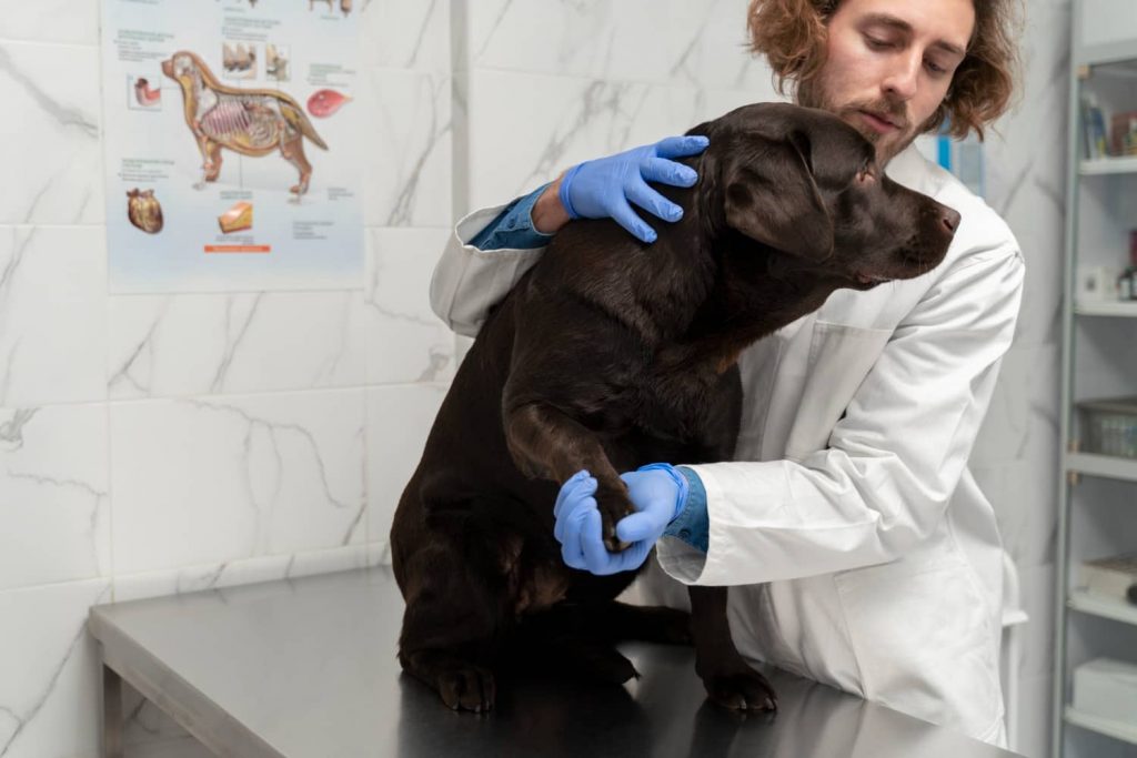 Acciones de marketing para tu centro veterinario después del verano